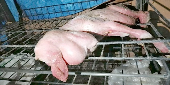 ŞAŞKINLIK VEREN İKİZ KUZULAR 