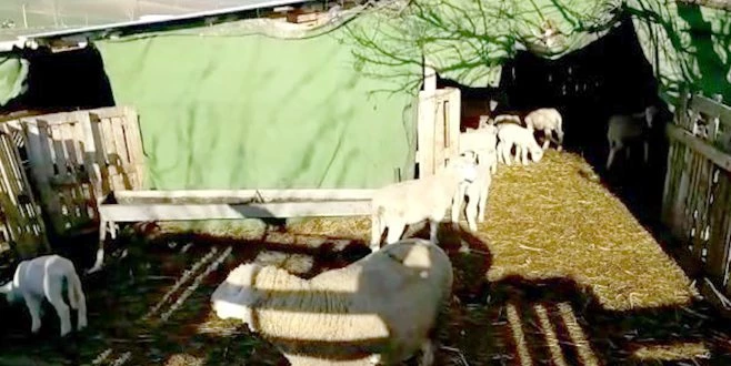 ÇOBAN KÖPEĞİ BAĞLI OLUNCA SOKAK KÖPEKLERİ 2 KUZUYU PARÇALADI