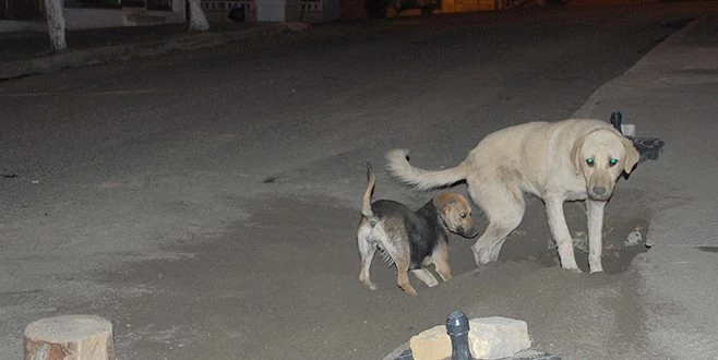  KAPIKULE?DE 23 ADET YAVRU KÖPEK ELE GEÇİRİLDİ