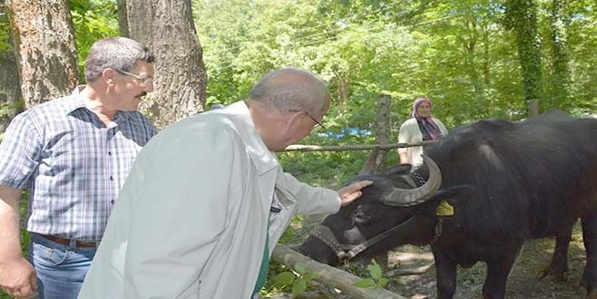 BÜYÜKŞEHİR, MANDA YETİŞTİRİCİLİĞİNİ YENİDEN CANLANDIRDI