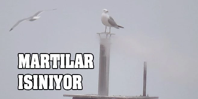 ÜŞÜMEDİKLERİ BİLİNEN MARTILAR BACADA ISINMAYA ÇALIŞTI