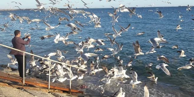 MARTILAR 50 KİLO BALIK ARTIĞINI 2 DAKİKADA BİTİRDİ