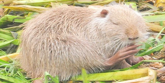 EDİRNELİLER ŞAŞKIN