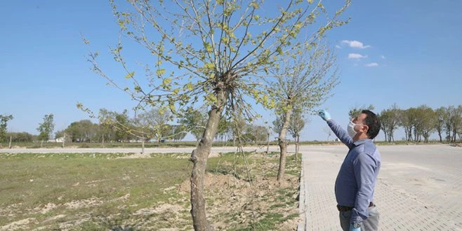 BAŞKAN ÇETİN: BAHARIN COŞKUSUNA AĞAÇLARIMIZ DA EŞLİK ETTİ