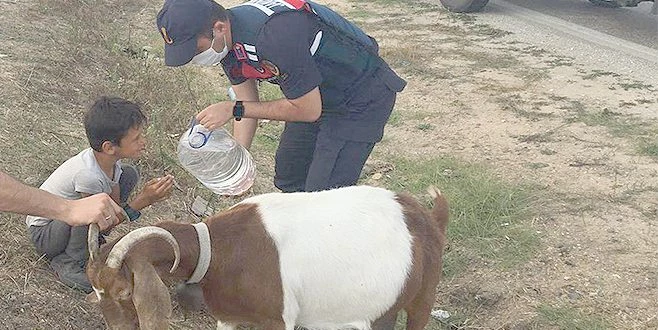 KAPAKLI`DA KORKAN ÇOBANA JANDARMA KOŞTU