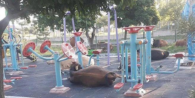 BURASI HAYVAN PAZARI DEĞİL ÇOCUK PARKI