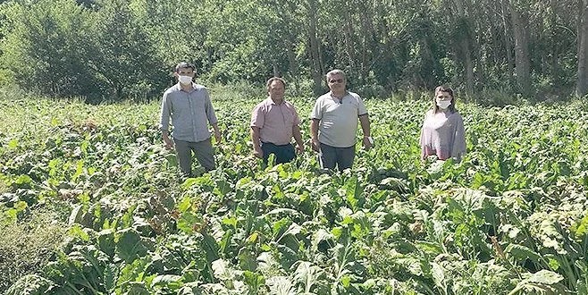 PANCAR HASTALIK VE ZARARLILARI KONTROLLERİ YAPILDI