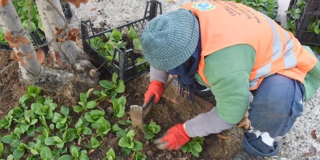  2 MİLYON MEVSİMLİK ÇİÇEK DİKİLECEK