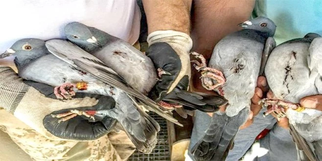 HEDEF BU KEZ POSTA GÜVERCİNLERİ