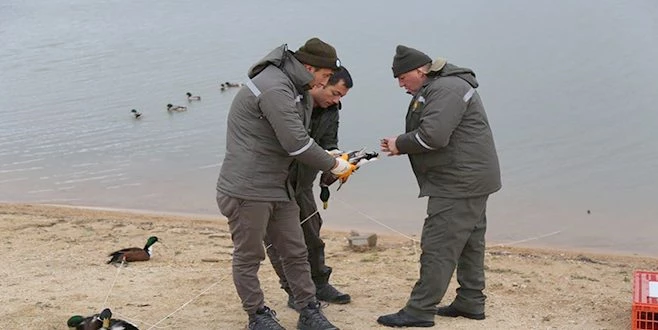 YEŞİLBAŞLI ÖRDEKLER TEDAVİ ALTINA  ALINDI
