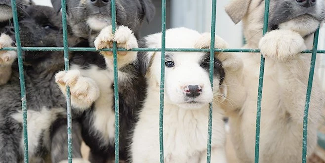 PANDEMİDE ?CAN DOSTLARA? SARILDIK