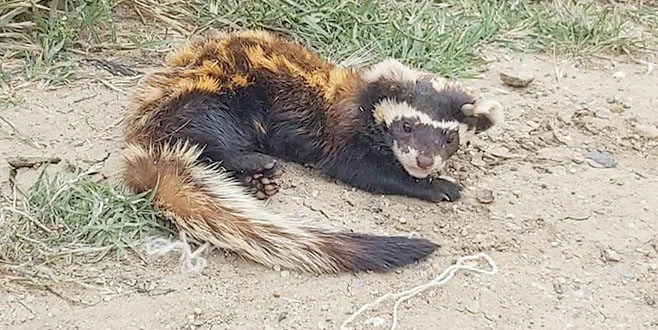  TEKİRDAĞ?DA NESLİ TEHLİKEDEKİ ALACA SANSAR BULUNDU