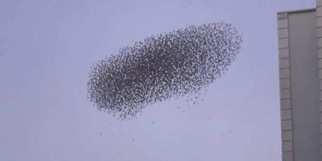 BİNLERCE SIĞIRCIĞIN GÖKYÜZÜNDEKİ DANSI MEST ETTİ