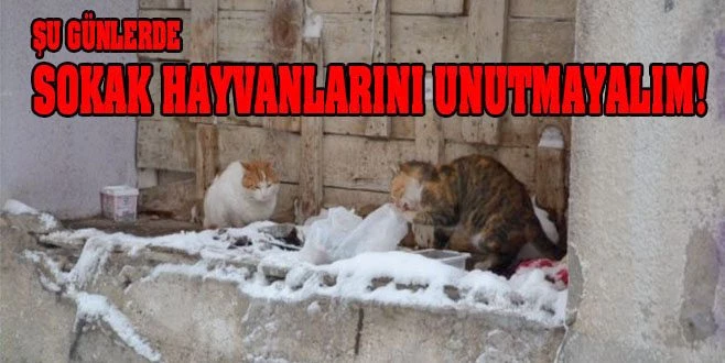  BU SOĞUK GÜNLERDE ONLARI UNUTMAYALIM!