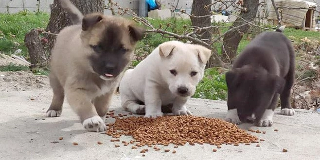 O ŞİMDİ CANLARI BESLİYOR!