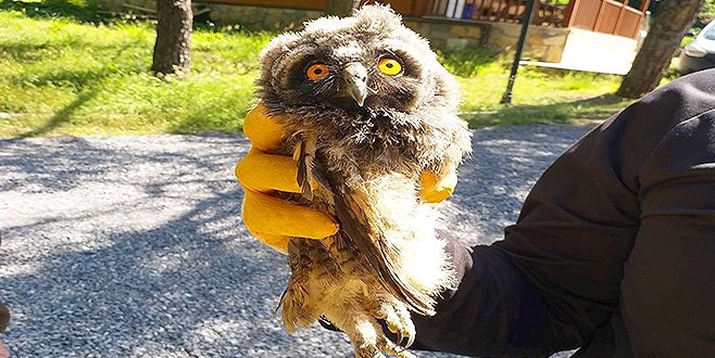 TEKİRDAĞ?DA BOŞ ARAZİDE YAVRU KARACA VE PUHU KUŞU BULUNDU