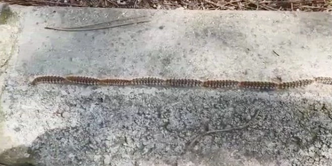 BU DA TIRIL KONVOYU: GÖRENLER YILLAN ZANNETTİ 