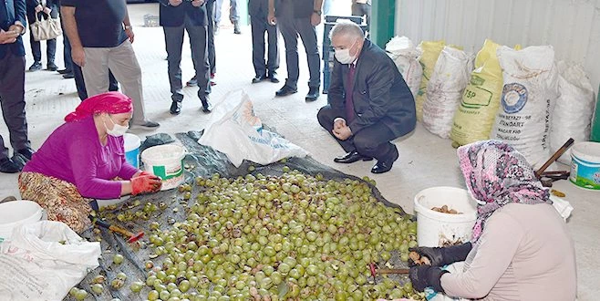 VALİ AZİZ YILDIRIM CEVİZ HASADINA KATILDI