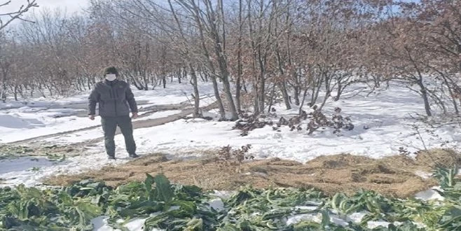 KARDA AÇ KALAN YABAN HAYATINA 1 BUÇUK TON YEM BIRAKILDI