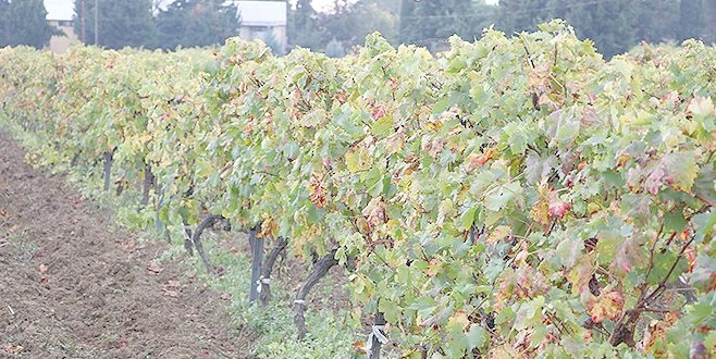 YAPINCAK SALAMURA ASMA YAPRAĞI TESCİLLENDİ