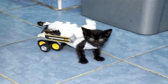 YAVRU KEDİ İLK ADIMLARINI YÜRÜTEÇLE ATTI