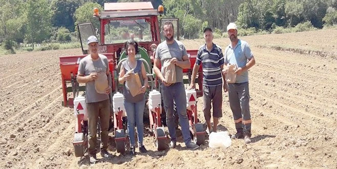 YEM BİTKİSİNDE MİLLİ ÇEŞİTLER TEŞVİK EDİLİYOR