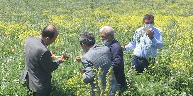 TEKİRDAĞ`DA ALTERNATİF YEM BİTKİSİ ACI BAKLA PROJESİ 