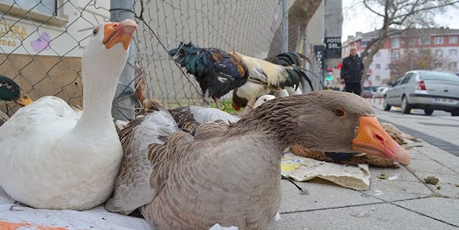 YILBAŞI HİNDİSİNE ALTERNATİF KAZ VE HOROZ