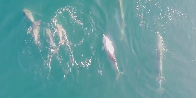 YUNUSLARIN DENİZ KEYFİ DRONEYE TAKILDI