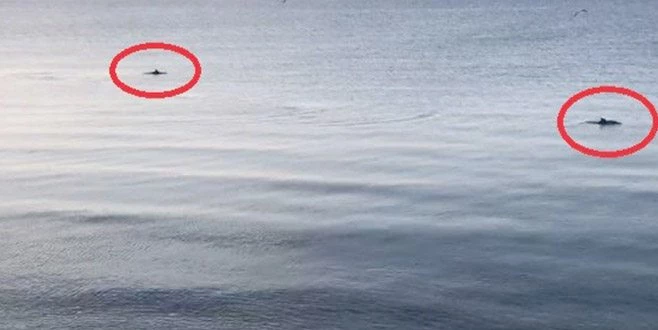 DOĞA ÖZÜNE DÖNÜYOR: DENİZ YUNUSLARA KALDI