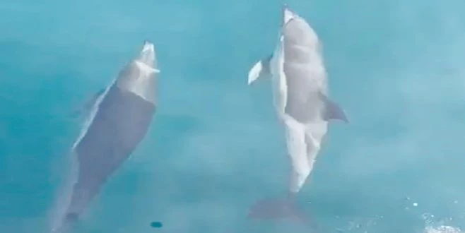 YUNUSLARIN TEKNEYLE YARIŞI KAMERADA