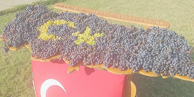 TÜRKİYE`DE HİÇBİR YERDE YOK BU ÜZÜMLERDEN