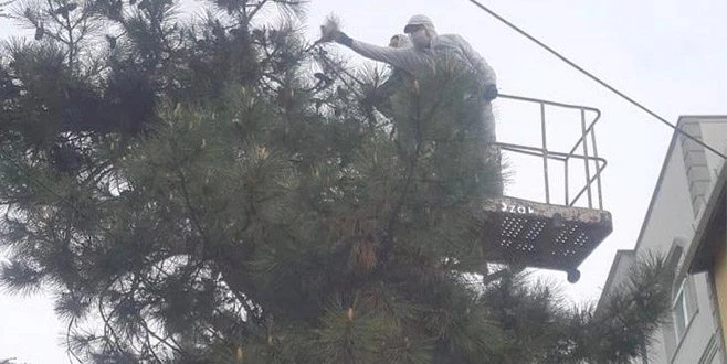 SÜLEYMANPAŞA ÇAM KESE BÖCEĞİ MÜCADELESİNE BAŞLADI