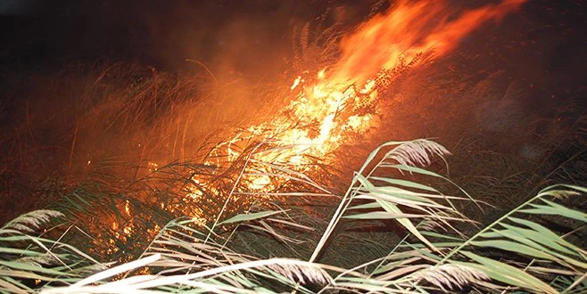 GECE YARISI KORKUTAN YANGIN: 500 DÖNÜM ANIZ ALEV ALEV YANDI