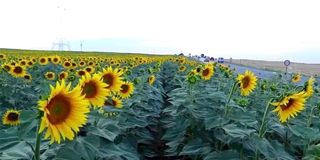 YOLCULUKLARIN RENKLİ MANZARASI AYÇİÇEKLERİ