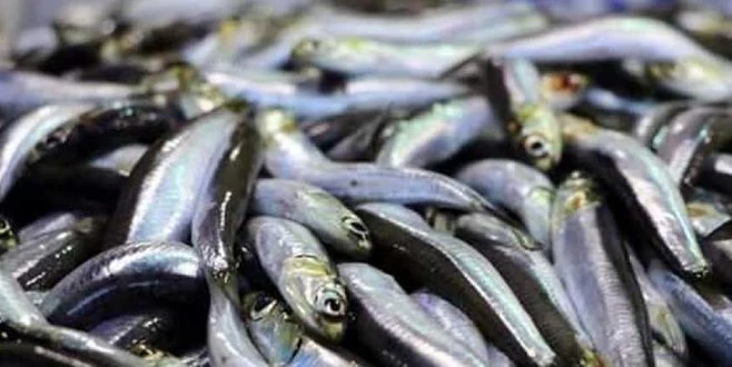 TEKİRDAĞ?DA BALIKÇILAR ?VİRA BİSMİLLAH? DEDİ