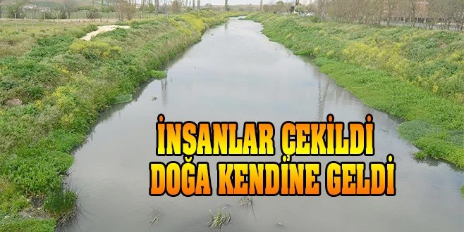 30 YILDIR KİRLİYDİ, ŞİMDİ KURBAĞA SESLERİ İÇİNDE TERTEMİZ AKIYOR