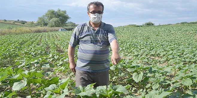  ÇEKİRGELER TARLAYI İSTİLA ETTİ, ZARAR BÜYÜK