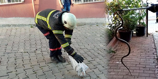 2 METRELİK ZEHİRLİ ENGEREK KORKUTTU