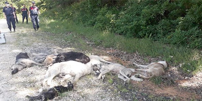 BÜYÜK VİCDANSIZLIK!