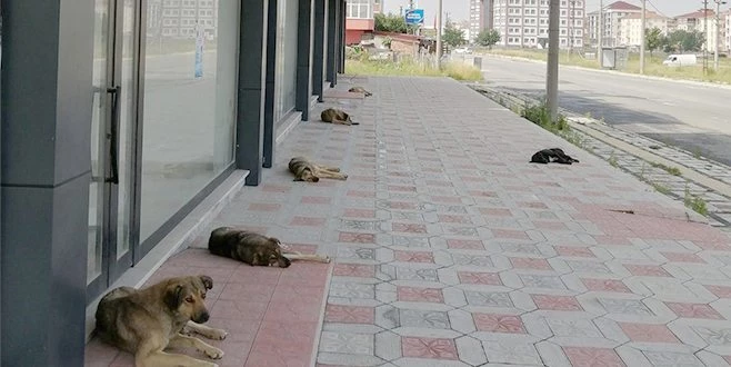 KÖPEKLERDEN SOSYAL MESAFE ÖRNEĞİ!