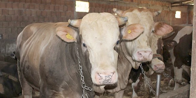 TEKİRDAĞ VALİLİĞİ`NDEN KURBAN KARARLARI