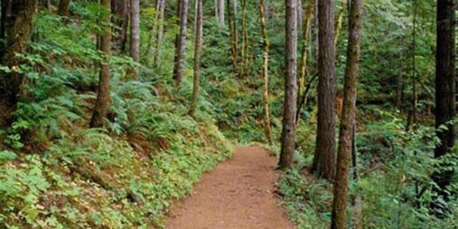TEKİRDAĞ VALİLİĞİ TARAFINDAN 1 AY ORMANLAR YASAKLANDI