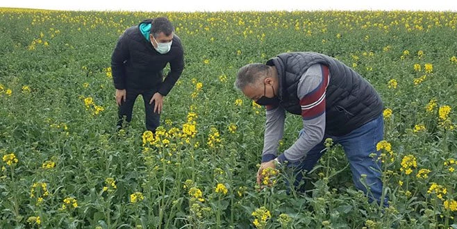 EKİMİ YAPILAN KANOLA VE NOHUT ÇEŞİTLERİNİN DURUMLARI İNCELENDİ 