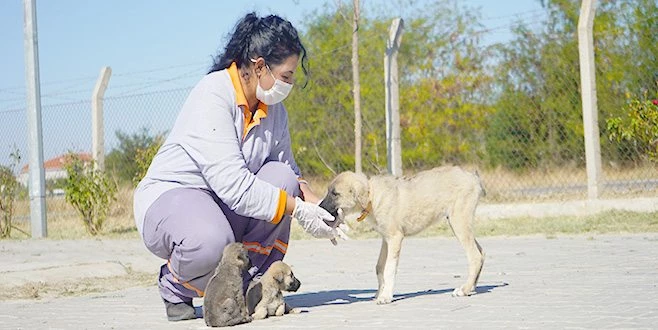 İKİ AY ÖNCE ZİFTTEN KURTARILMIŞTI: ŞİMDİKİ HALİ GÖRENLERİ ŞAŞIRTIYOR