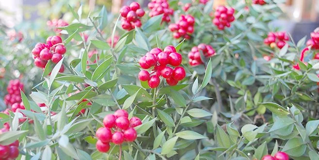 YILBAŞININ ŞANS ÇİÇEĞİ: KOKİNA