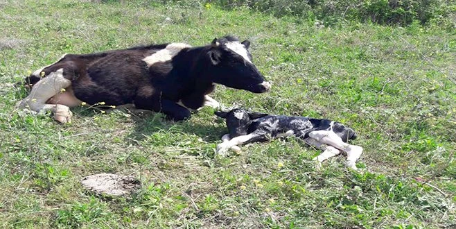 OTLARKEN DOĞUM SANCISI TUTAN İNEĞİN YARDIMINA KOŞTULAR