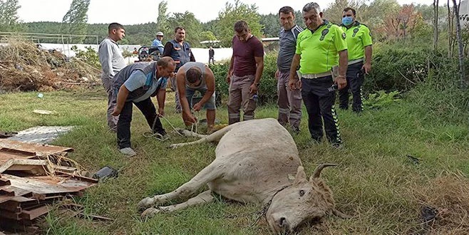 KESİME GÖTÜRÜLEN İNEK ORTALIĞI BİRBİRİNE KATTI