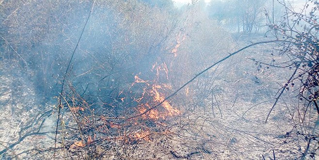 YOLAN ATILAN İZMARİT YÜZLERCE AĞACI KÜLE ÇEVİRDİ