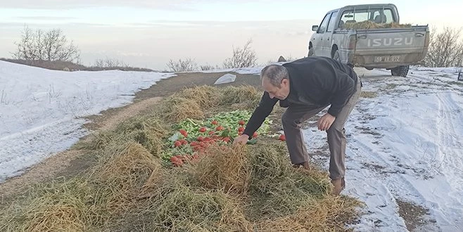 YABAN HAYATINA 1 BUÇUK TON YEM BIRAKILDI
